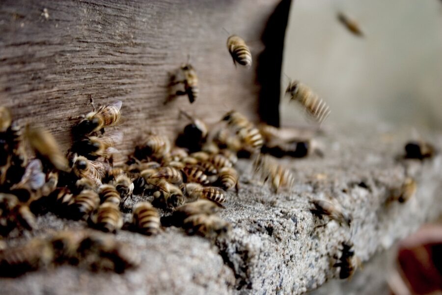 Bees exit a wooden structure, some flying. Bee removal service image.