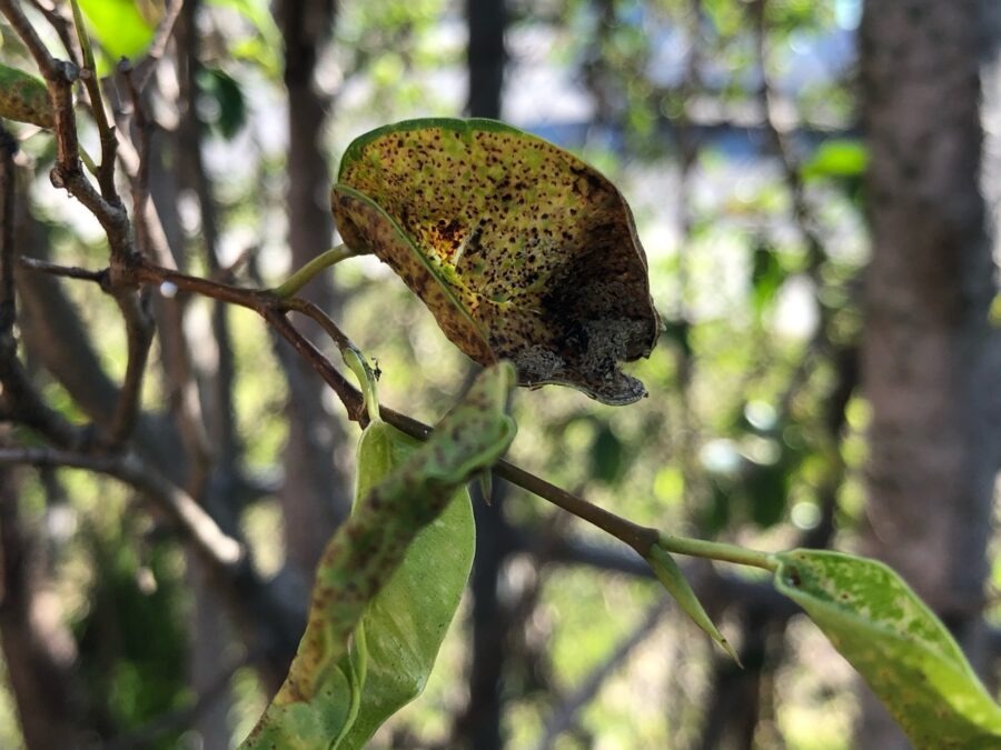 Fig leaves show whitefly damage with spots, discoloration, and curling.