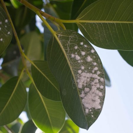 Fig Whitefly