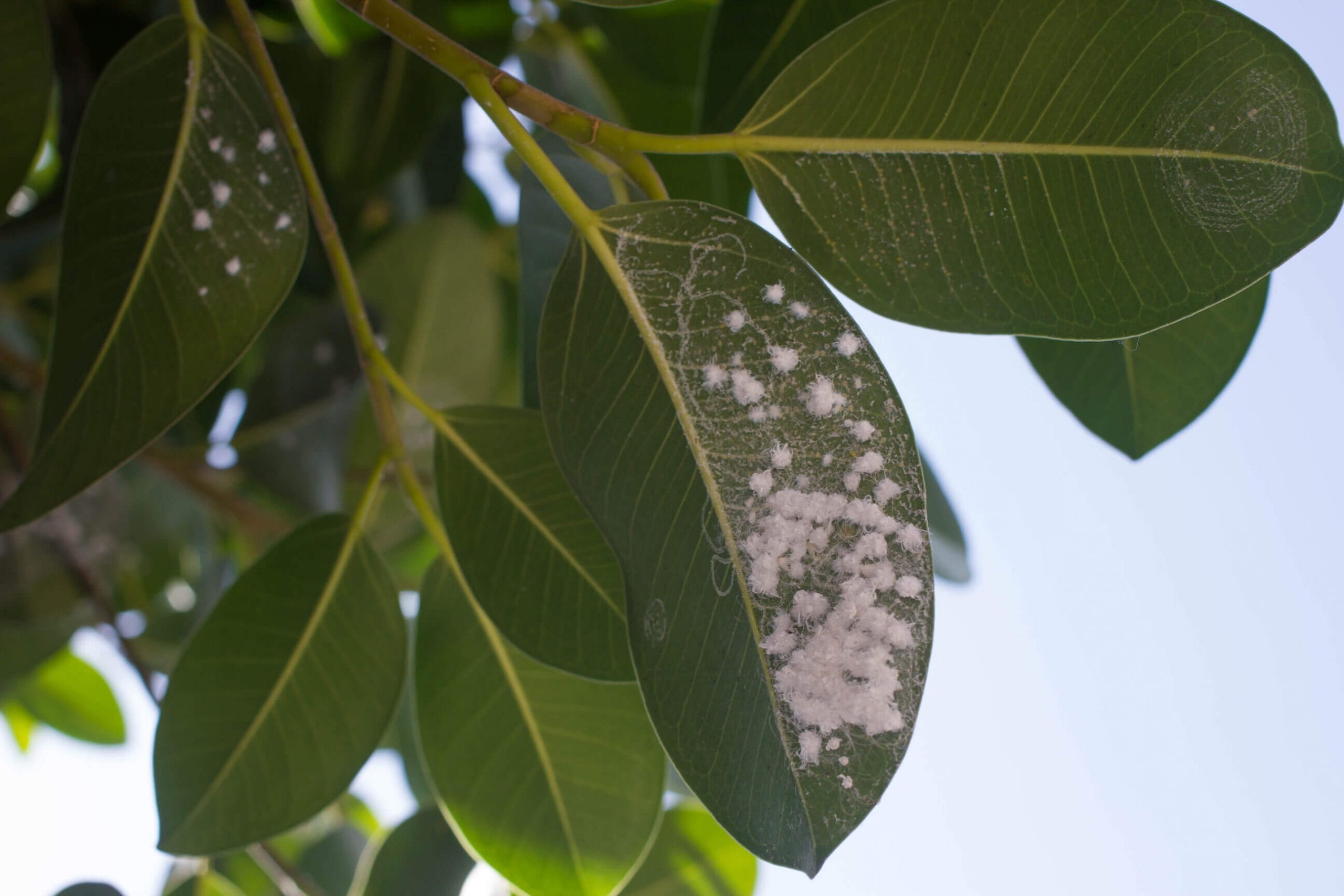 Fig Whitefly