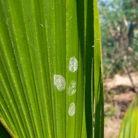 Sprial Whitefly Control