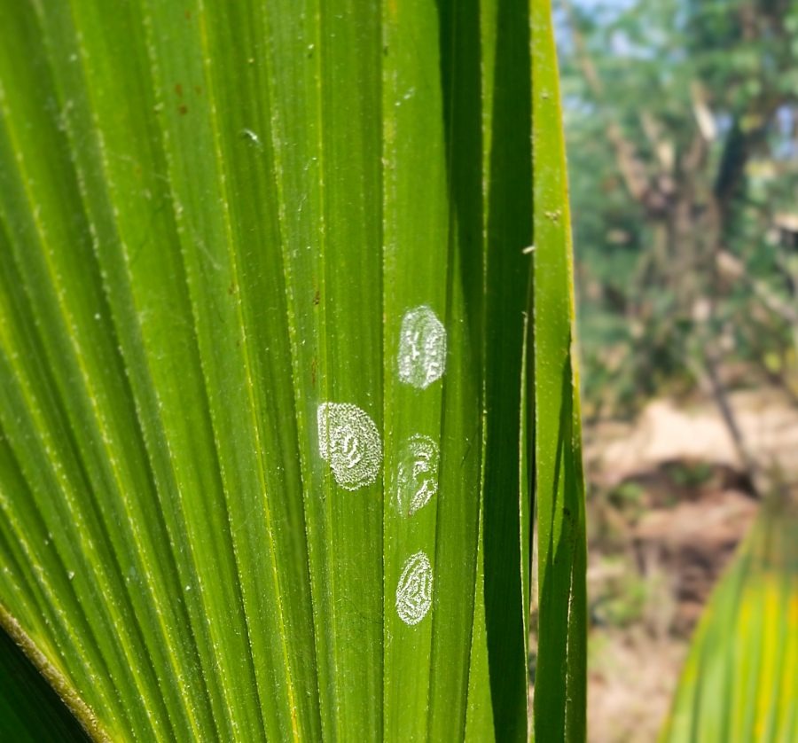 Spiral Whitefly