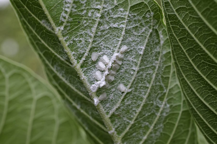 Close up of leaves infested with whitefly pests