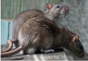 Rodent Removal West Palm Beach