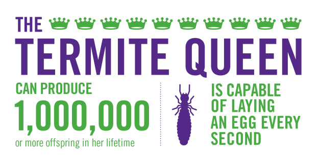Termite Queen