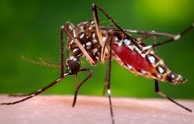 Mosquito Control Miami