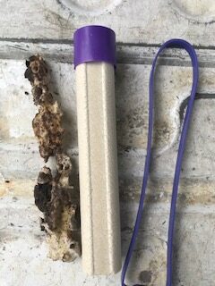 subterrean_termite_control
